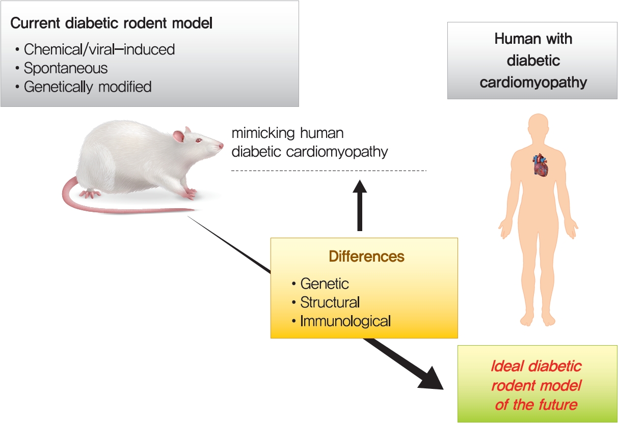 Application of Animal Models in Diabetic Cardiomyopathy